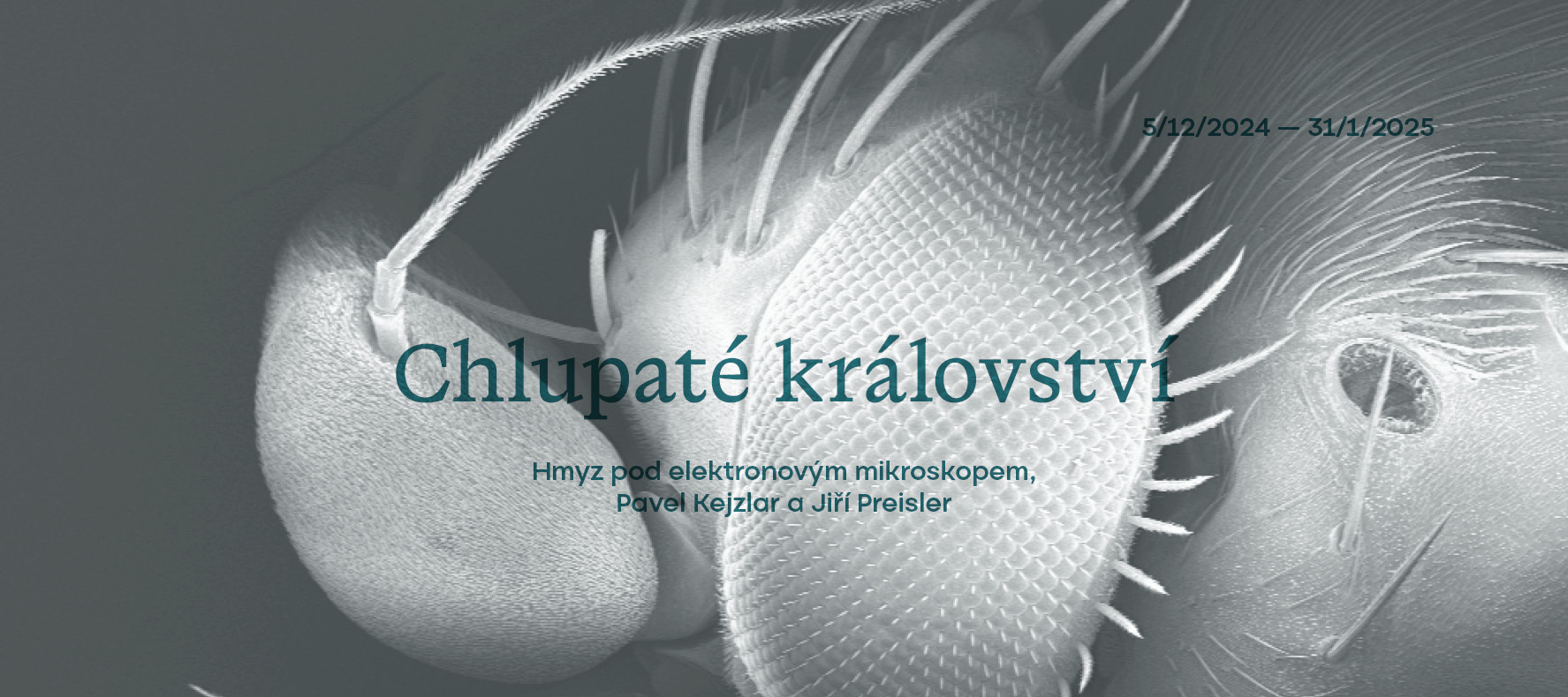 Chlupaté království | Hmyz pod elektronovým mikroskopem